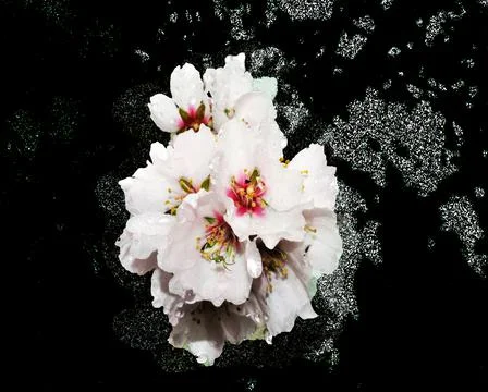 The light of the flowers Stock Photos