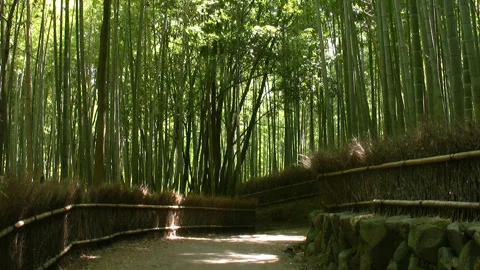 Light Flowing Through the Bamboo Grove 3 Video stock 332817231