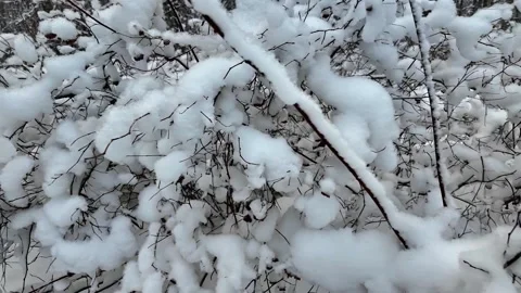 Light fluffy snow on the branches of bushes. Slowmotion Stock-Footage 336563734