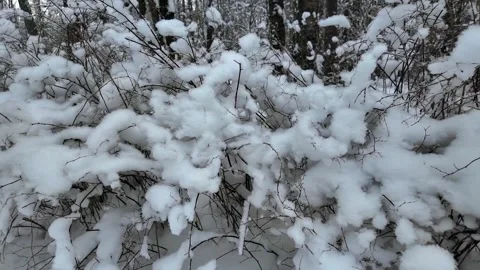Light fluffy snow on the branches of bushes. Slowmotion Vídeos de archivo 336563735