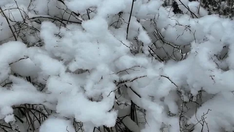 Light fluffy snow on the branches of bushes. Slowmotion Stock-Footage 336563736