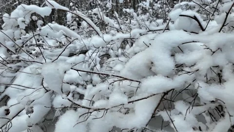 Light fluffy snow on the branches of bushes. Slowmotion Stock Footage 336563739