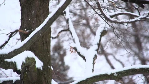 Light flurries in front of tree Stock Footage 83627789