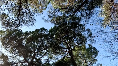 Light Forest With Blue Sky Trees Stock Footage 339961024