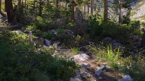 Light in the Forest Casting areas Shadows Stock Footage 251241568