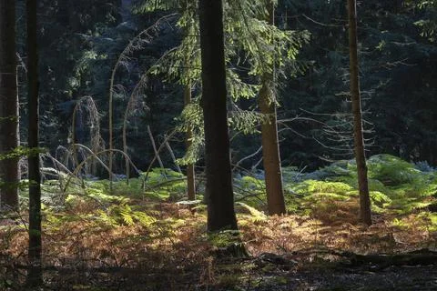 Light in the forest with eagle fern (Pteridium aquilinum), Emsland, Lower Stock Photos