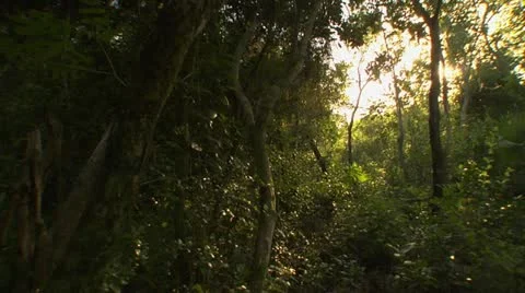 Light in the Forest Stock Footage 10908904