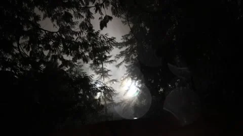 Light in the forest Stock Footage 167134631