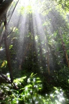 Light in the forest Stock Photos