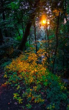Light in the forest Stock Photos