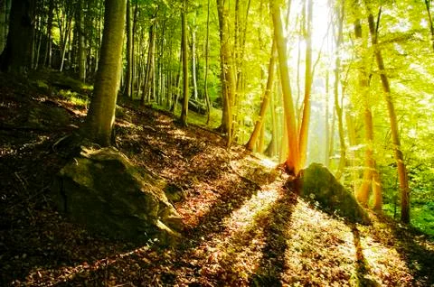 Light in the forest Stock Photos