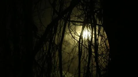 Light in the forest Foto stock