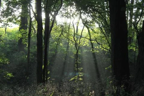 Light in the forest Stock Photos