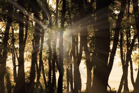 The light in the forest Stock Photos