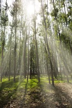 The light in the forest Stock Photos
