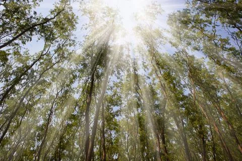 The light in the forest Stock Photos