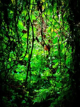 Light in the forest Foto stock