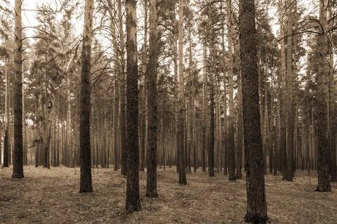 Light forest of pine trees with mosses Stock Photos