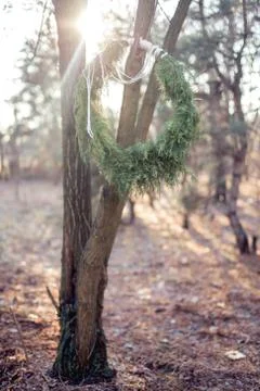 Light in the forest snow on the grass tree Stock Photos