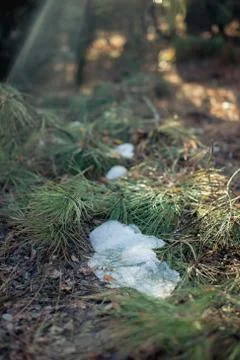 Light in the forest snow on the grass tree Foto stock