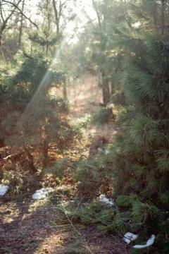 Light in the forest snow on the grass tree Foto stock