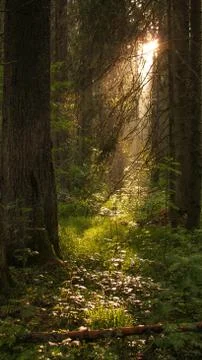 Light in forest trees in Apuseni Mountains Romania Stock Photos