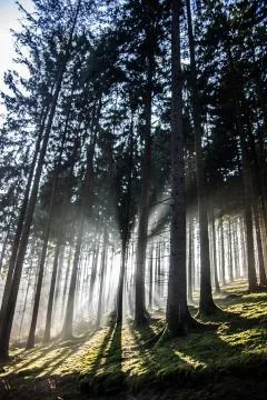 Light forest under a blue sky with wintry sun Stock Photos