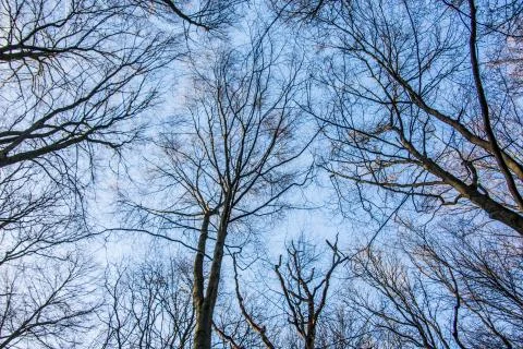 Light forest under a blue sky with wintry sun Stock Photos
