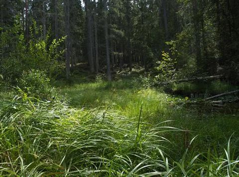 Light in forrest 写真素材