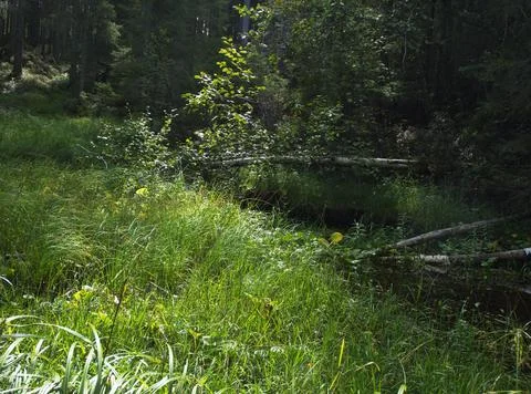 Light in forrest Stock Photos