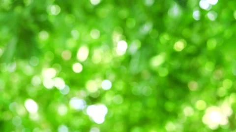 Green Tree Blur Background Stock Footage ~ Royalty Free Stock Videos | Pond5