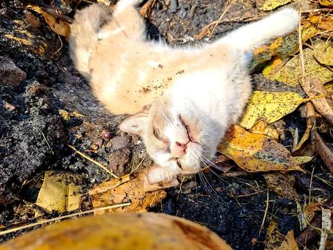Light fur cat lying on its back outdoors among fallen autumn leaves and soi.. Stock Photos