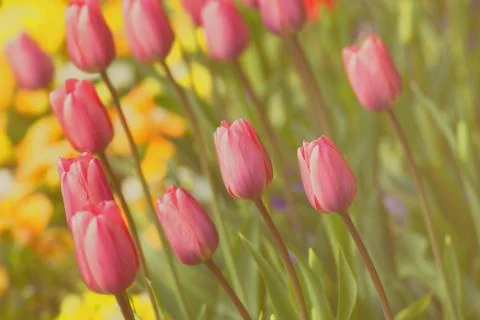 Light game with tulips in springtime Stock Photos