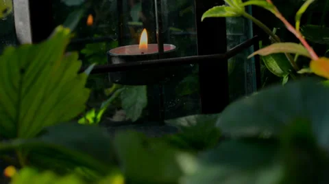 Light in the garden Stock Footage 30486705