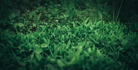 Light garden spring background of green grass. Cinematic photo tinting Stock Photos