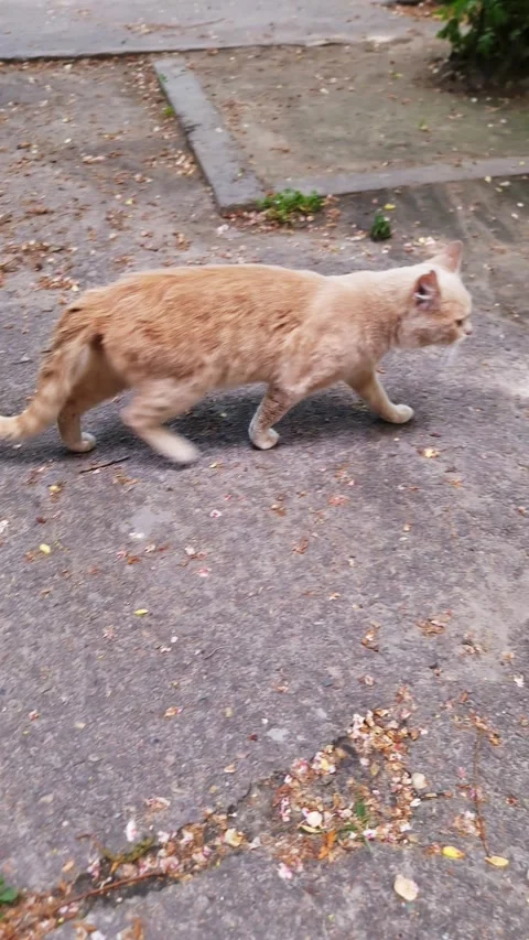 Light Ginger Cat Walking on Textured Asphalt Ground Outdoors Stock Footage 339075652