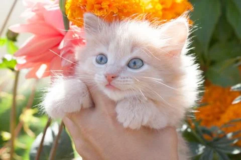 Light ginger kitten in hands on the background colors 库存照片