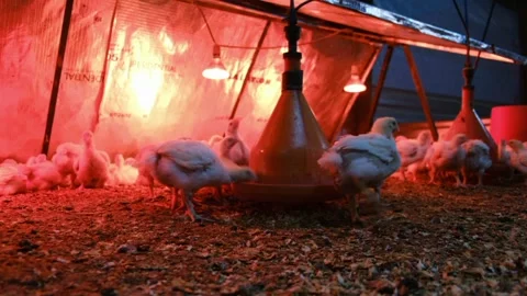 The light gives warmth to chickens Stockbeeldmateriaal 244458668