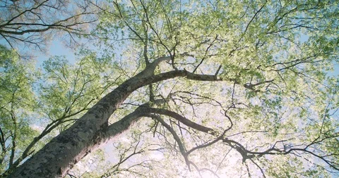 Light glimmers through green tree canopy slow motion Stock Footage 94340457
