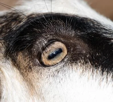 Light goat eye as background. Stock Photos