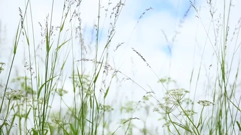 Light Grass Blades Swaying Gently in the Wind Видео 337038061
