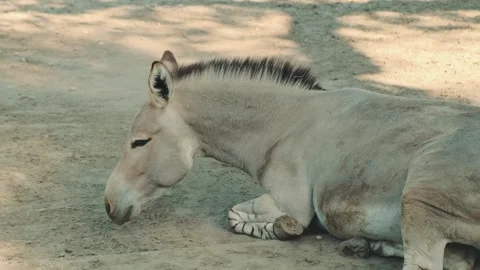 Light gray donkey resting and shifting outdoors on dusty ground Stock Footage 342714243