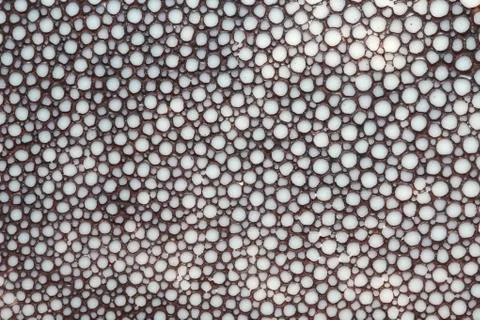 Light gray gnarled texture Stock Photos