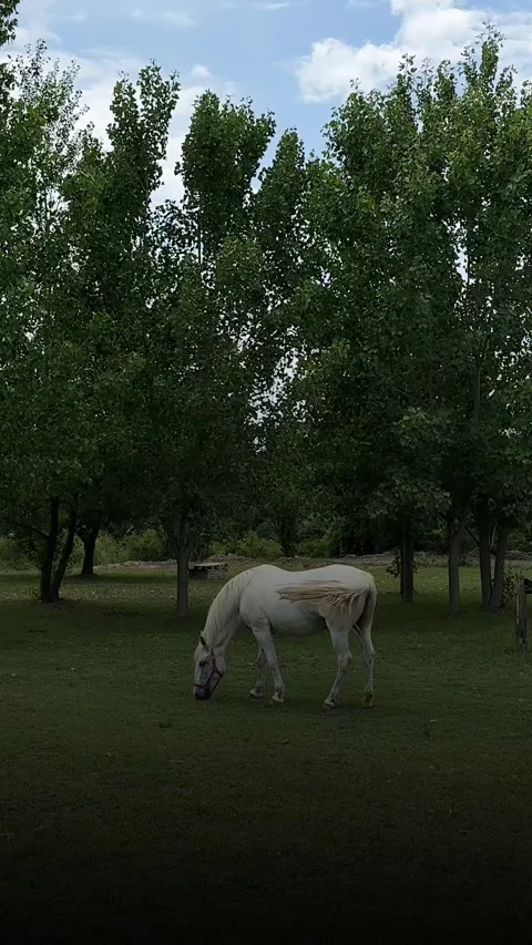 Light Gray Horse Grazing on Grass Under Trees Stock Footage 346316420