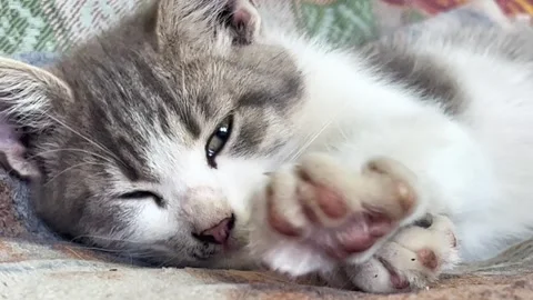A light gray kitten lies on a blanket, stretches, stretches its paw forward and Stock Footage 247494863