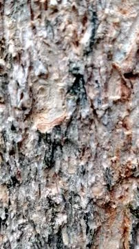 Light Gray Pink Tree Bark Seamless Texture Rough Natural Background Stock Photos