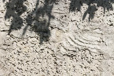 Light Gray rough wall background with the silhouette of tree leaves Stock Photos