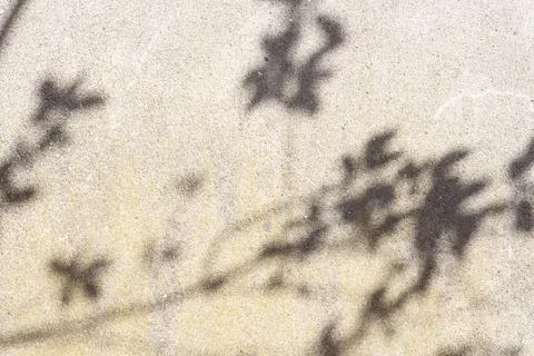 Light Gray rough wallpaper with tree leaves silhouette Stock Photos