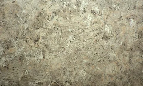 Light gray shell rock, flat stone surface with large inclusions, close-up. Stock Photos