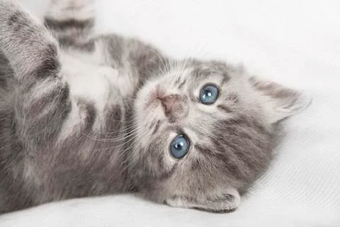 Light gray striped cat Fotos de archivo